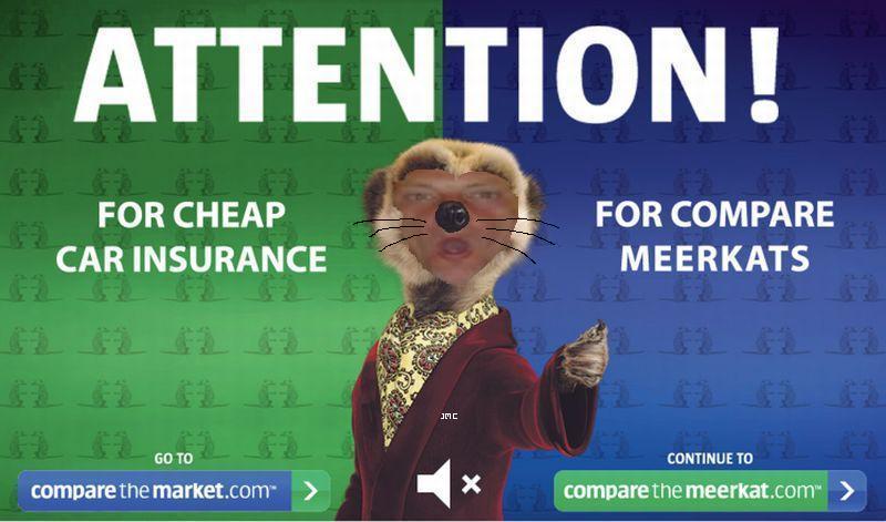 meerkat-com-3.JPG
