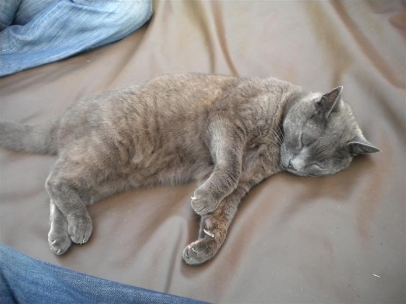 pig-tec cat (Medium).jpg