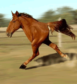 image6.gif